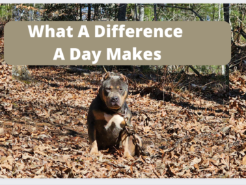 how to help dogs in need